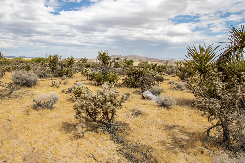 207 Onaga Trail Joshua Tree, CA 92252