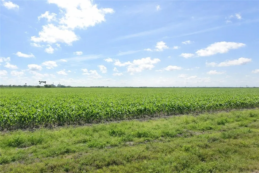 Thompson Agua Dulce, TX 78593
