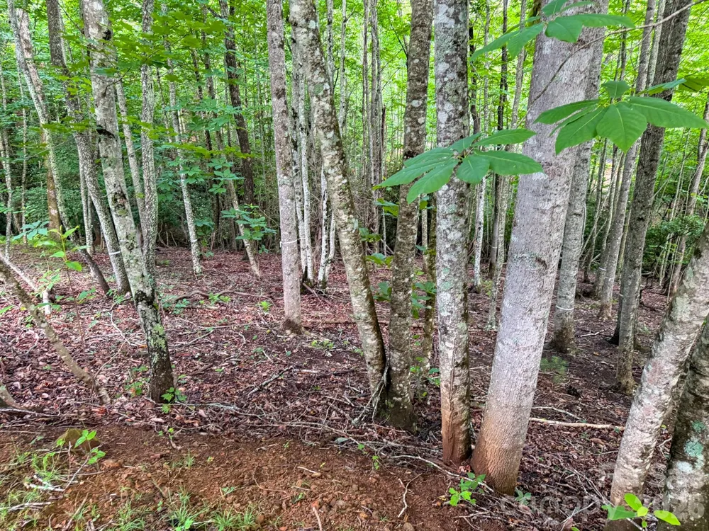 724 Streamside Drive Arden, NC 28704