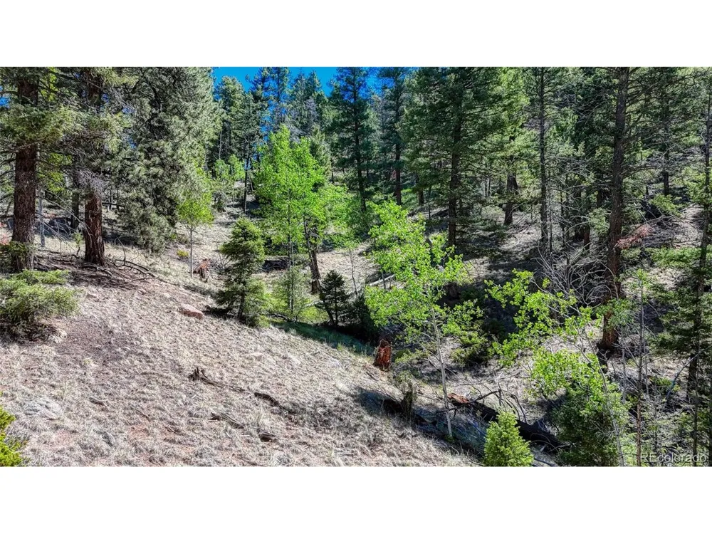 3454 Mountain Estates Road Florissant, CO 80816