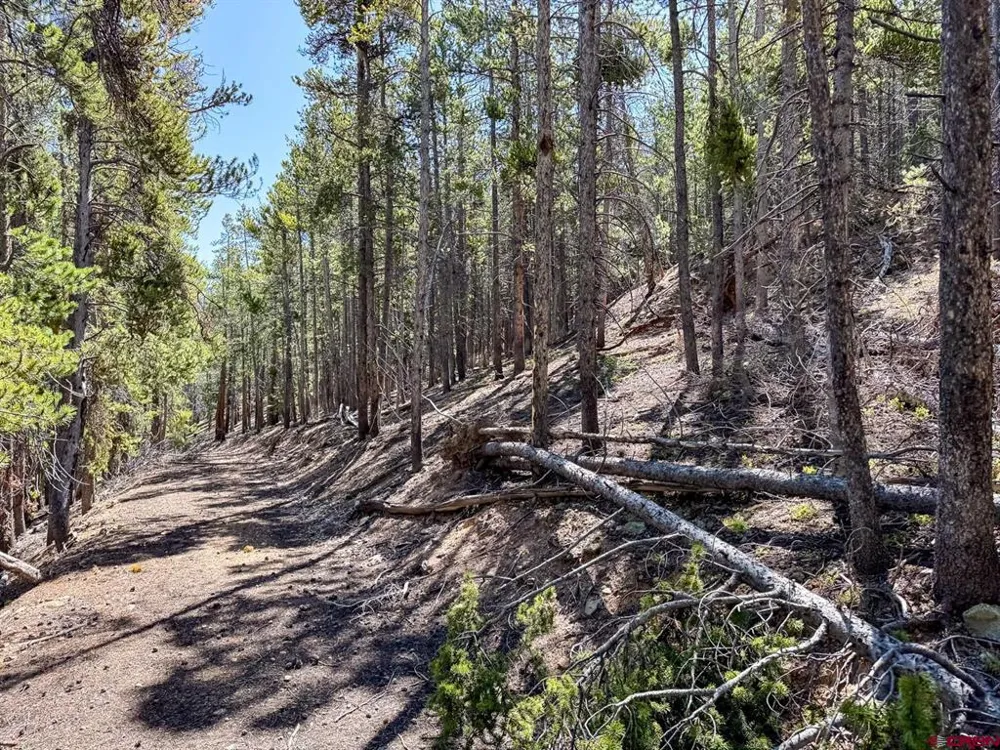 White Pine Upper Tomichi Gunnison, CO 81230