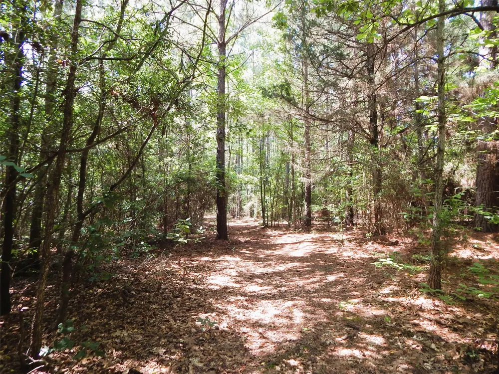 8909 FM 1795 Big Sandy, TX 75755