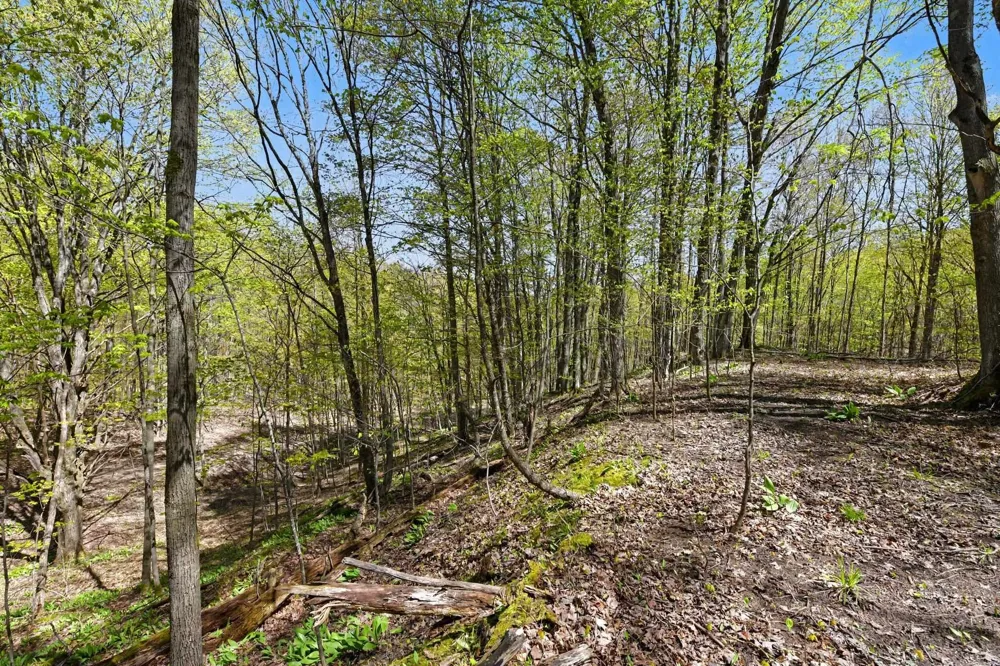 Dawson Lane Central Lake Township, MI 49622