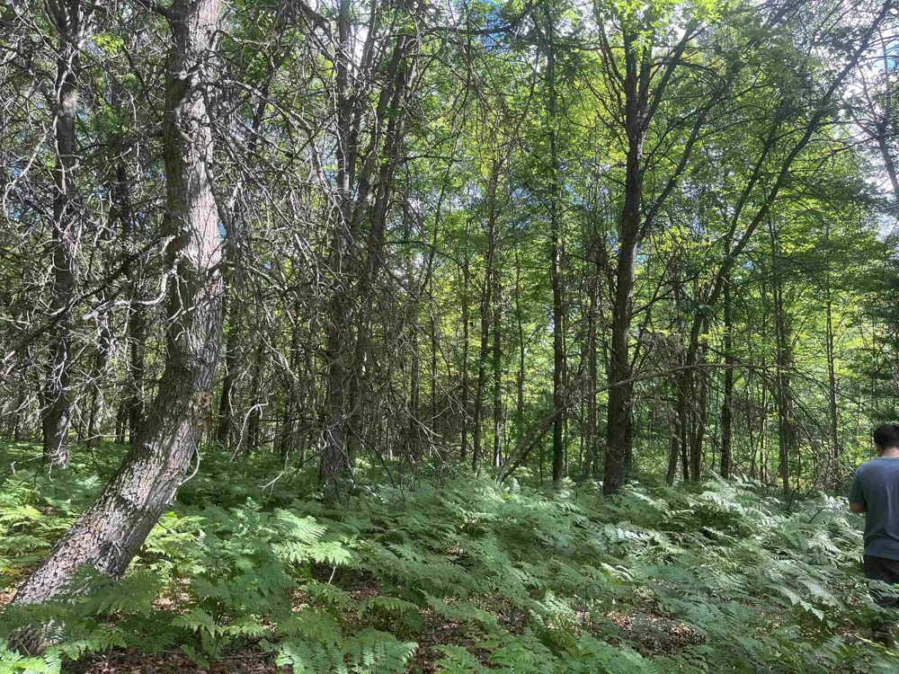 Washington Road Arenac Township, MI 48749