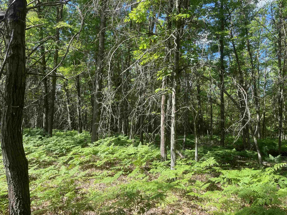 Washington Road Arenac Township, MI 48749