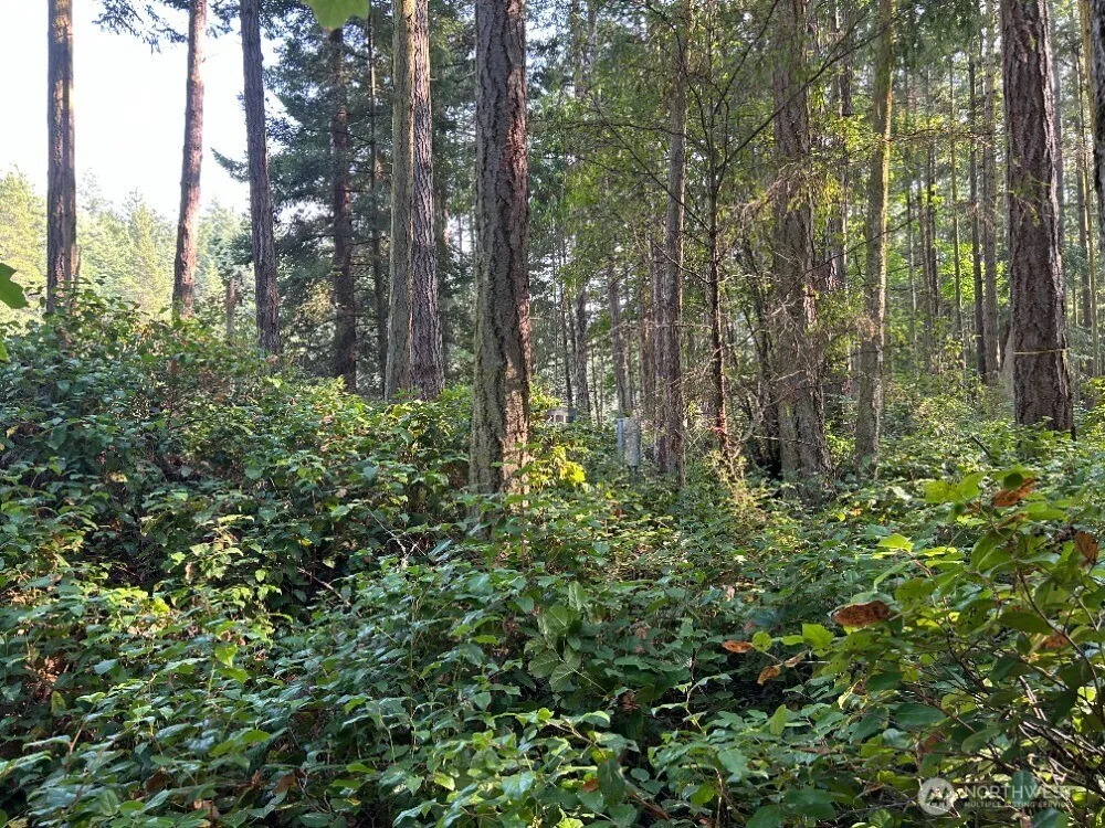 135 Chinook Way Center Island, WA 98221