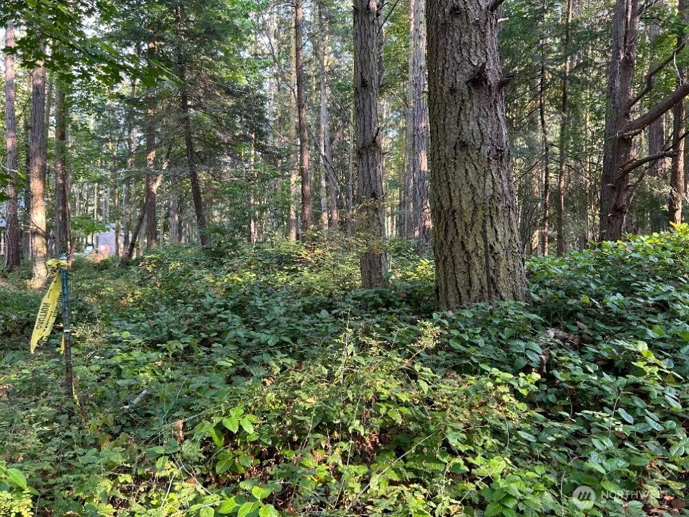 135 Chinook Way Center Island, WA 98221