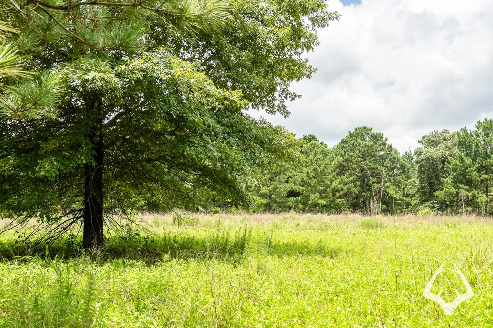 County Road 2265 Grapeland, TX 75844