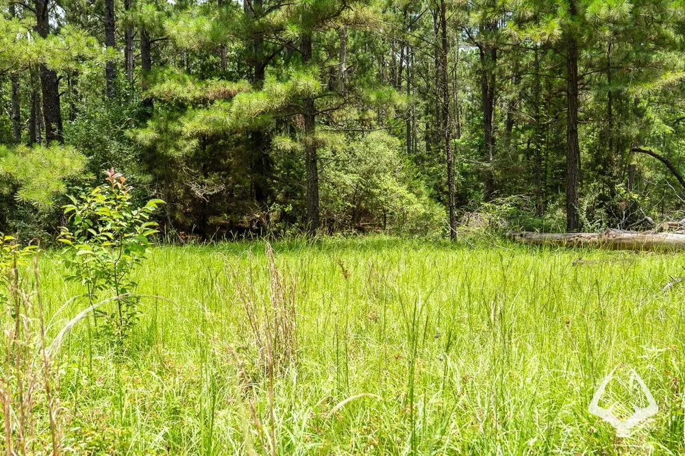County Road 2265 Grapeland, TX 75844