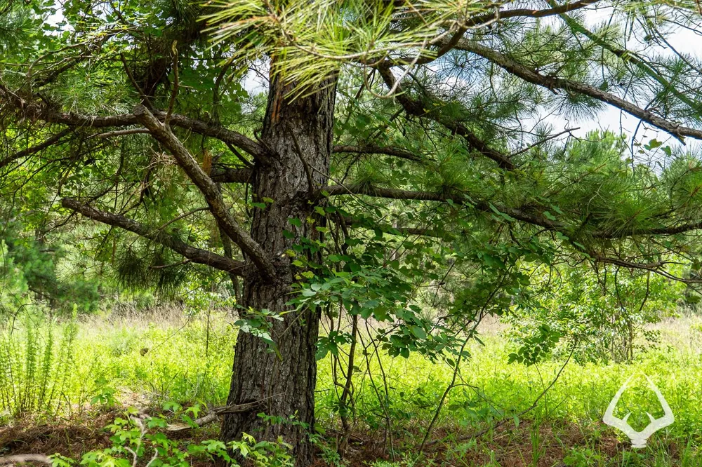 County Road 2265 Grapeland, TX 75844