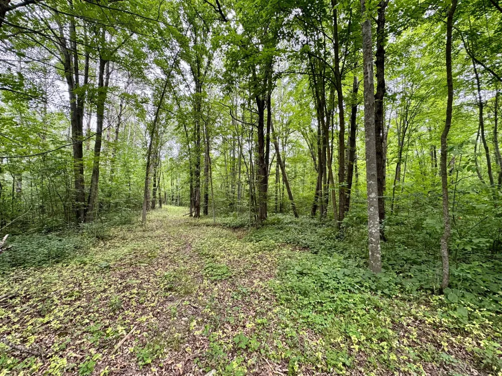 UNASSIGNED 155th Avenue Milaca, MN 56353