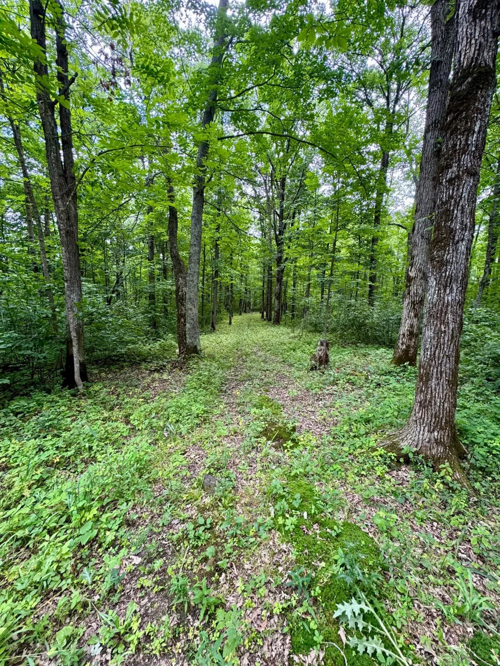 UNASSIGNED 155th Avenue Milaca, MN 56353