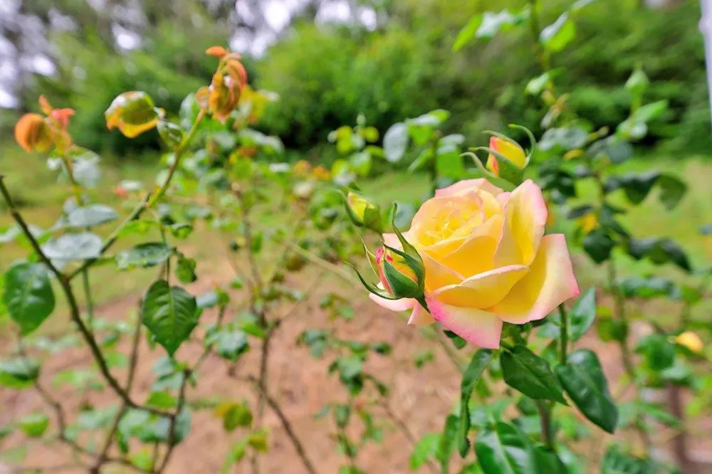 885 Larkin Valley Road Watsonville, CA 95076