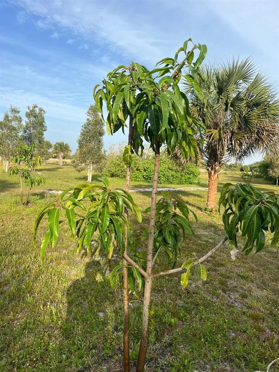 15148 NW 288th Street Okeechobee, FL 34972