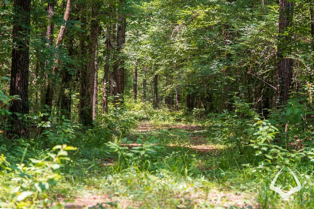 County Road 1058 Jasper, TX 75977