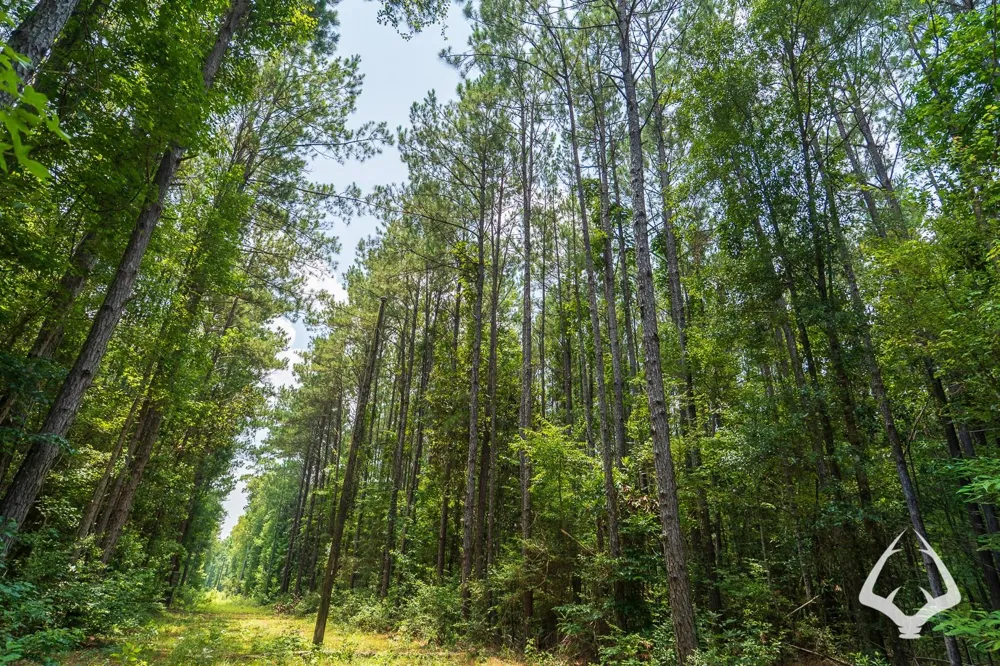 County Road 1058 Jasper, TX 75977
