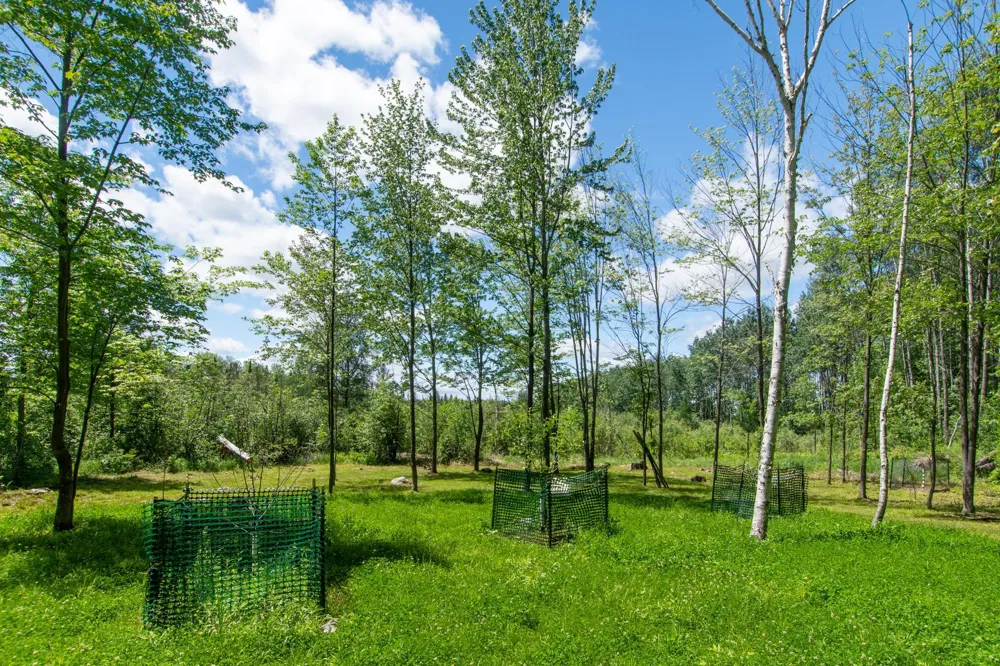 15415 Goshawk Street Tamarack, MN 55787