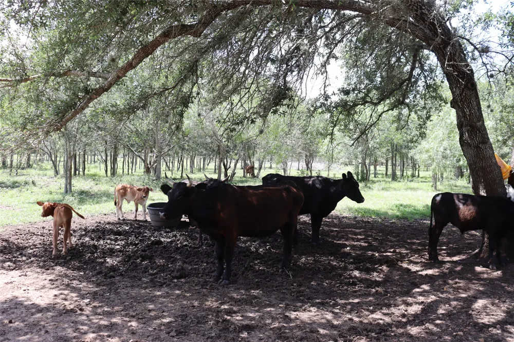 1220 Brushy Branch Road Lockhart, TX 78644