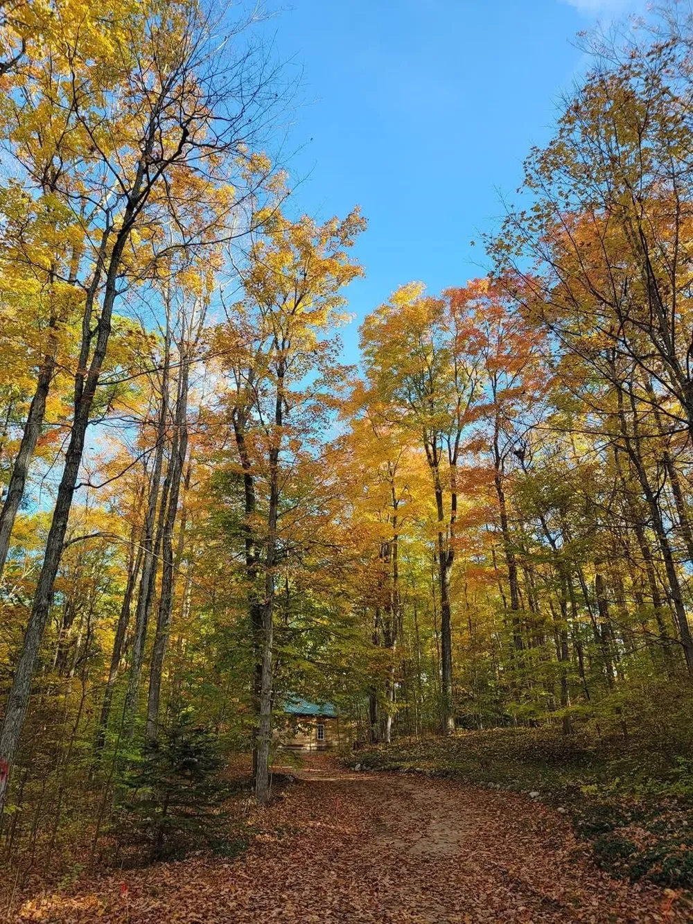 16568 Wagner Road Almira Township, MI 49650
