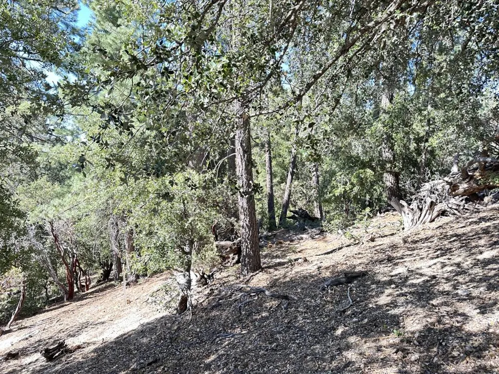 Mountain View Drive Idyllwild, CA 92549
