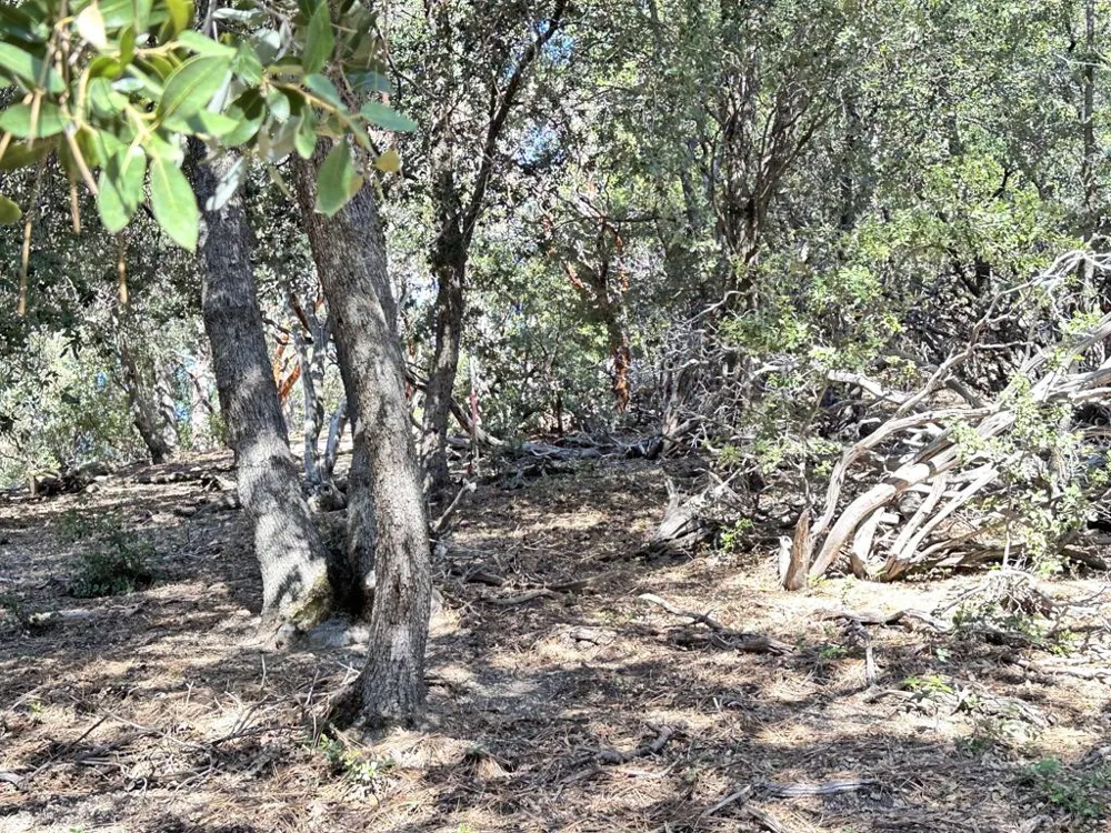 Mountain View Drive Idyllwild, CA 92549