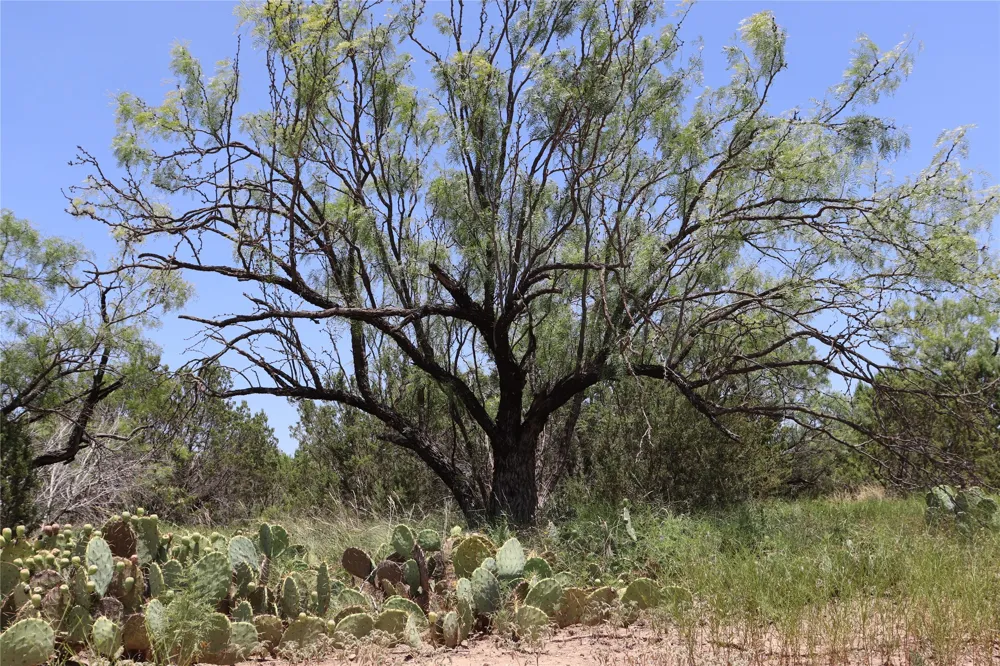 1234 RECREATIONAL ROAD 11 Millersview, TX 76862