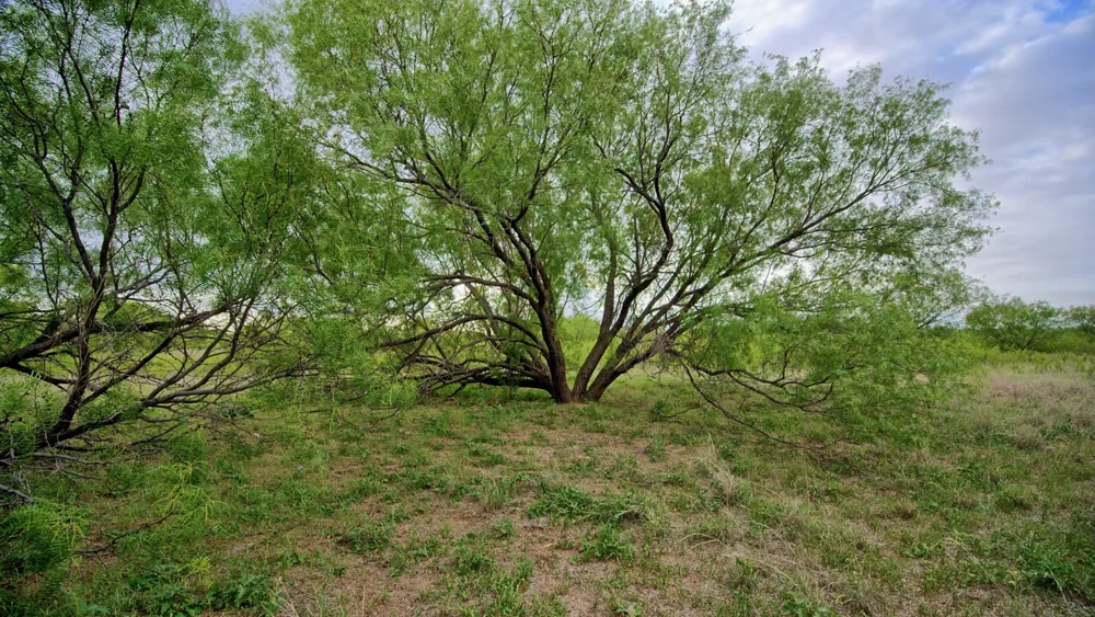CR 4371 Goree, TX 76363