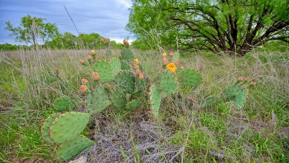 CR 4371 Goree, TX 76363