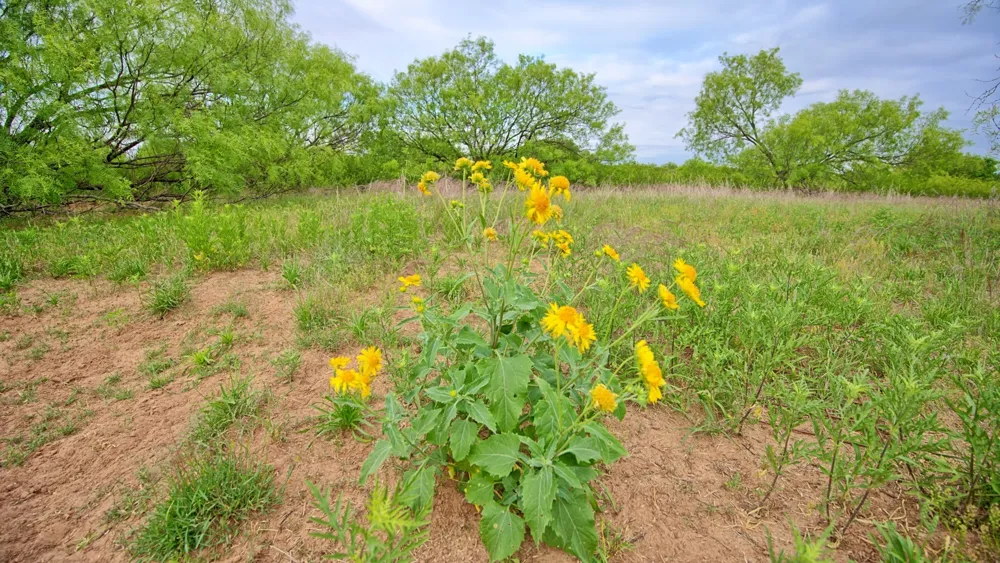 CR 4371 Goree, TX 76363