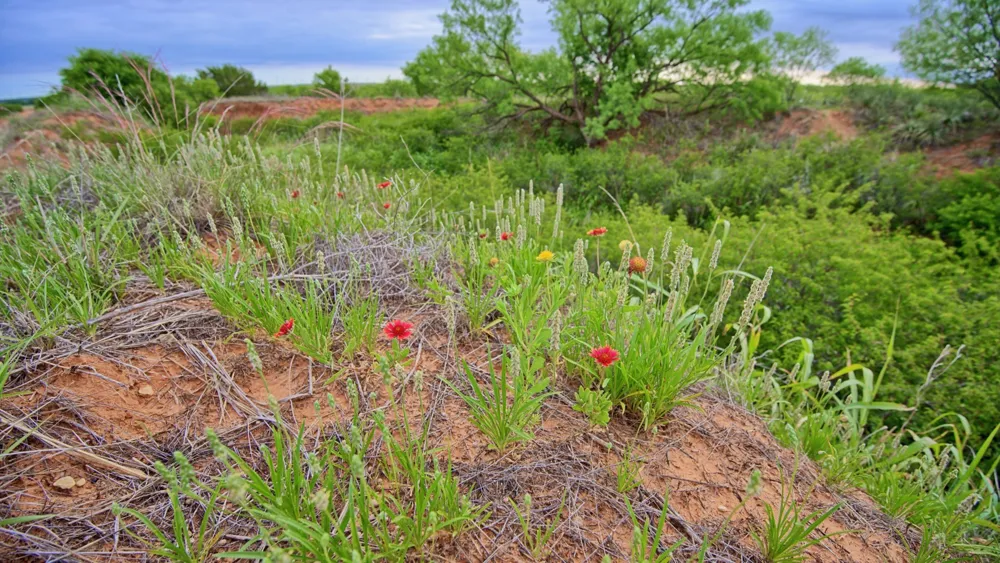 CR 4371 Goree, TX 76363