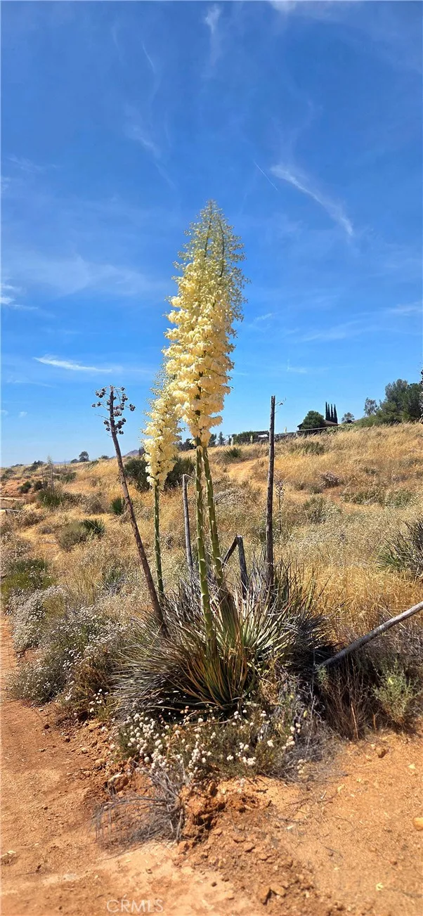 Briggs Road Agua Dulce, CA 91350