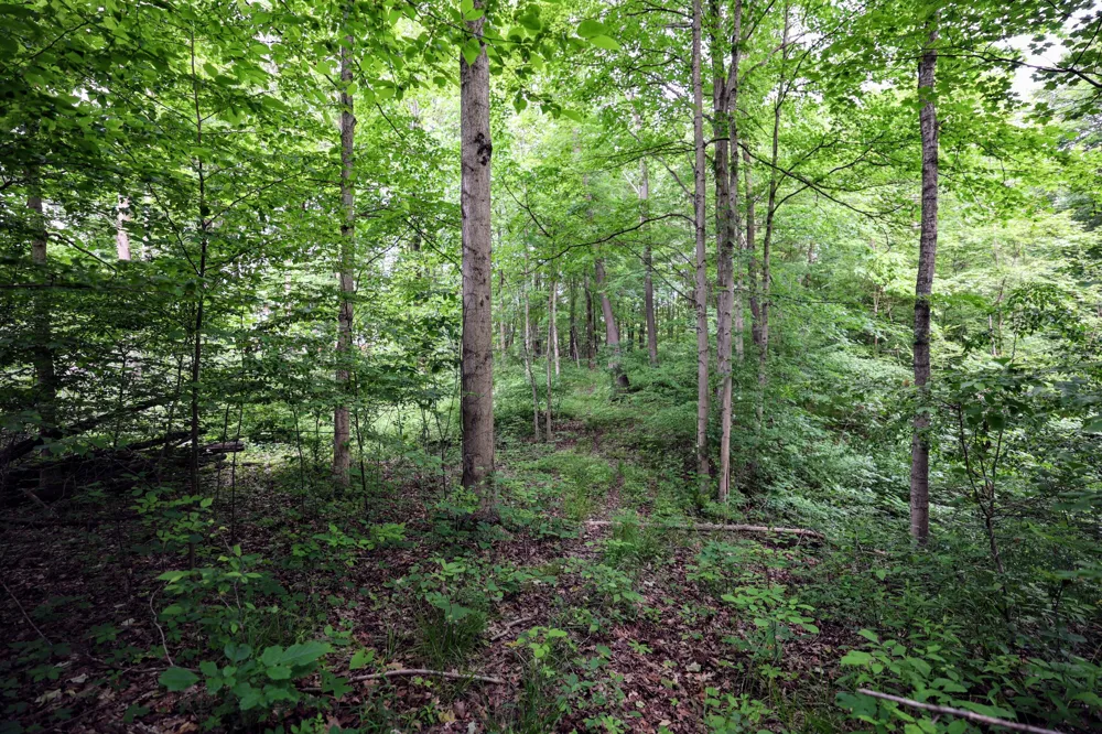 Black River Rd Bangor, MI 49013