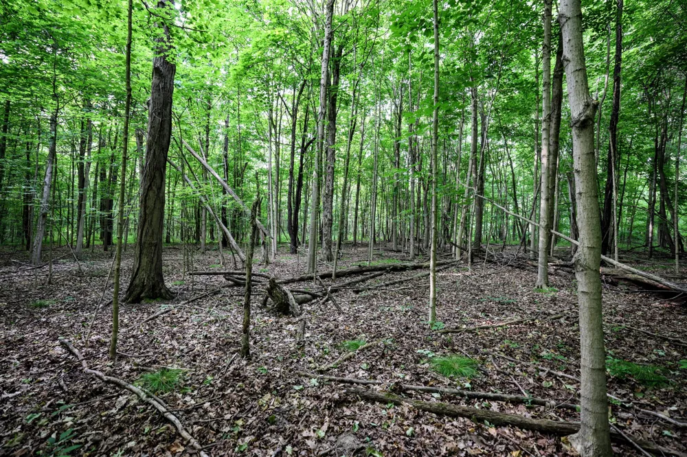 Black River Rd Bangor, MI 49013