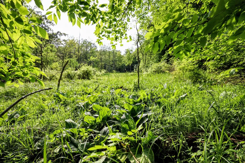 Black River Rd Bangor, MI 49013