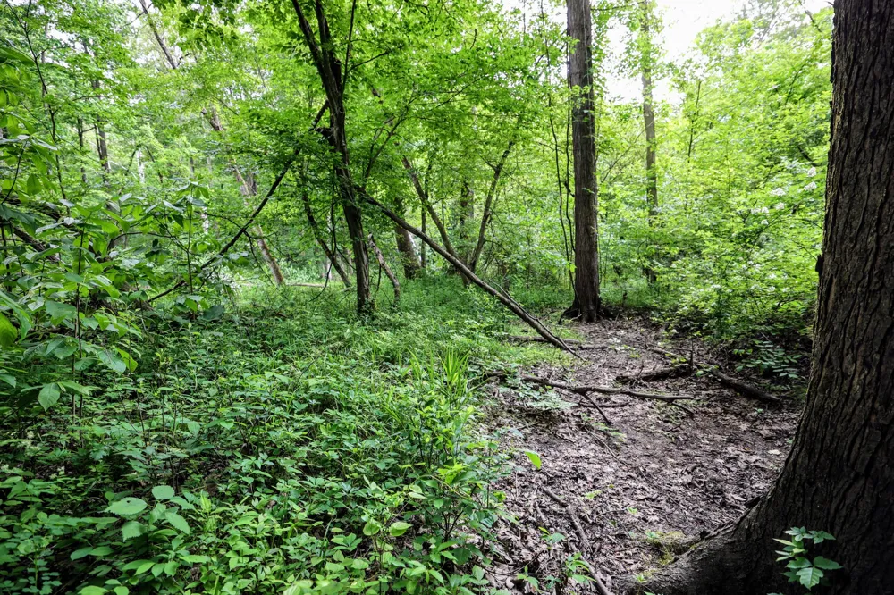 Black River Rd Bangor, MI 49013