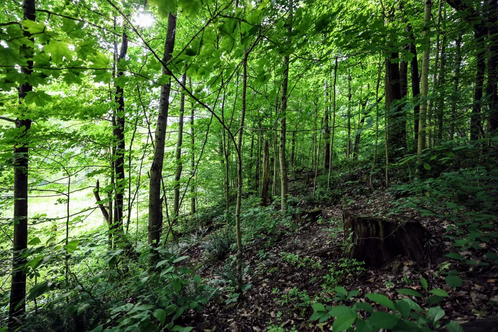 Black River Rd Bangor, MI 49013