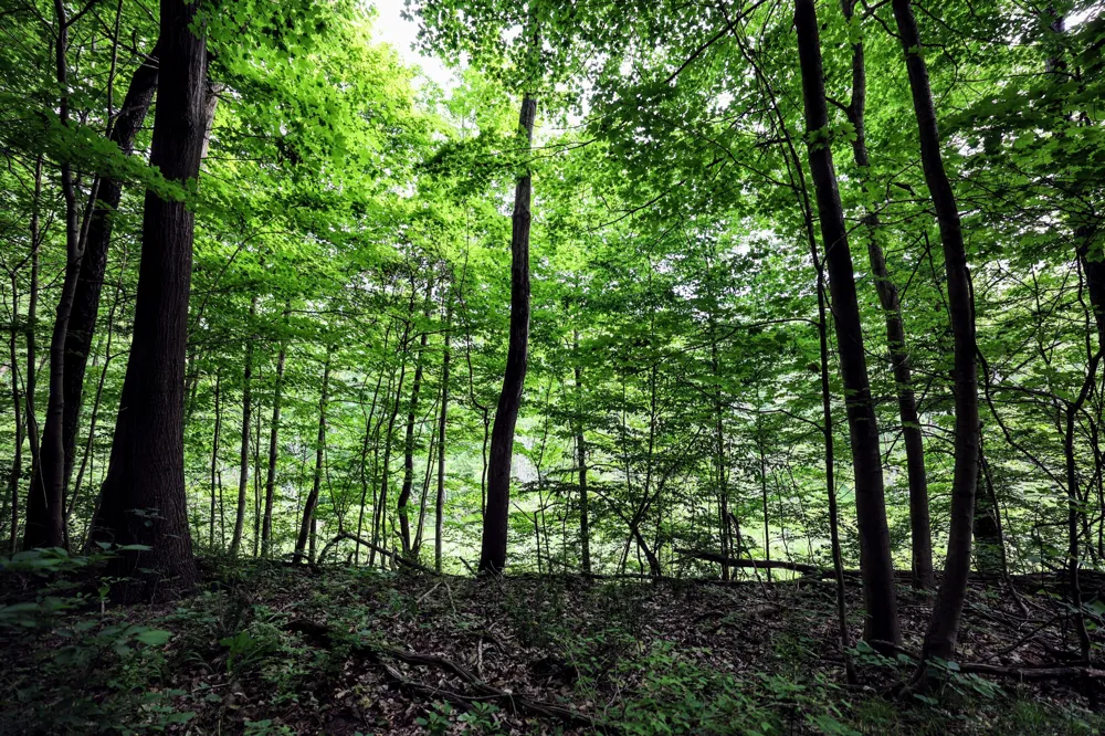 Black River Rd Bangor, MI 49013