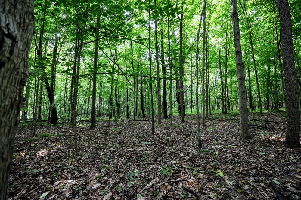Black River Rd Bangor, MI 49013