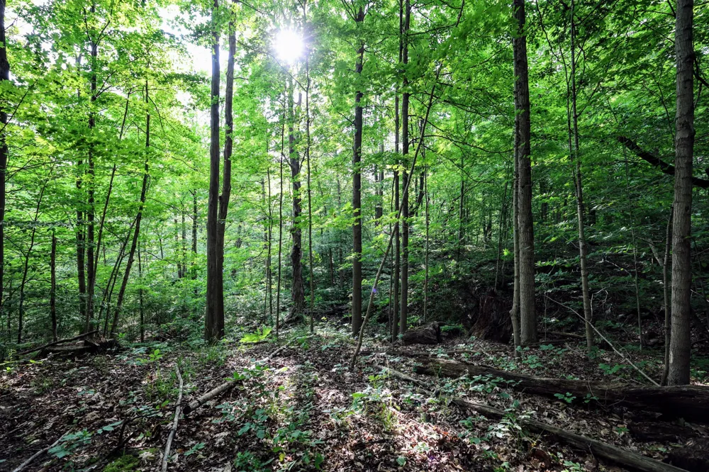Black River Rd Bangor, MI 49013