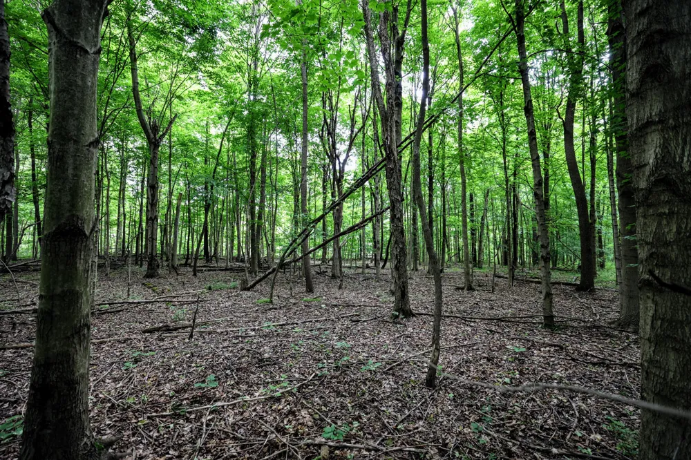 Black River Rd Bangor, MI 49013