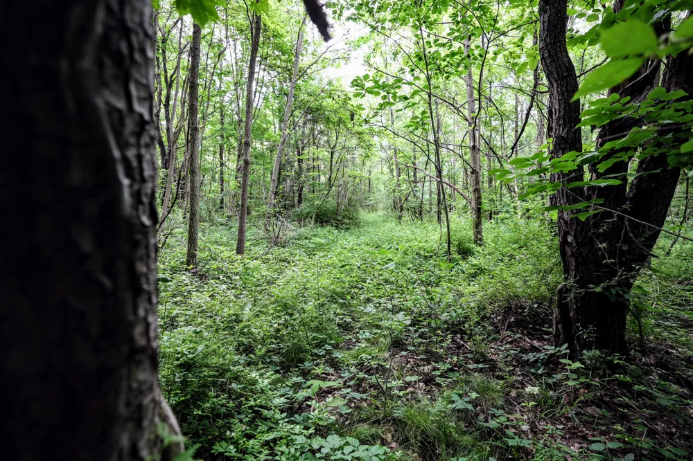 Black River Rd Bangor, MI 49013