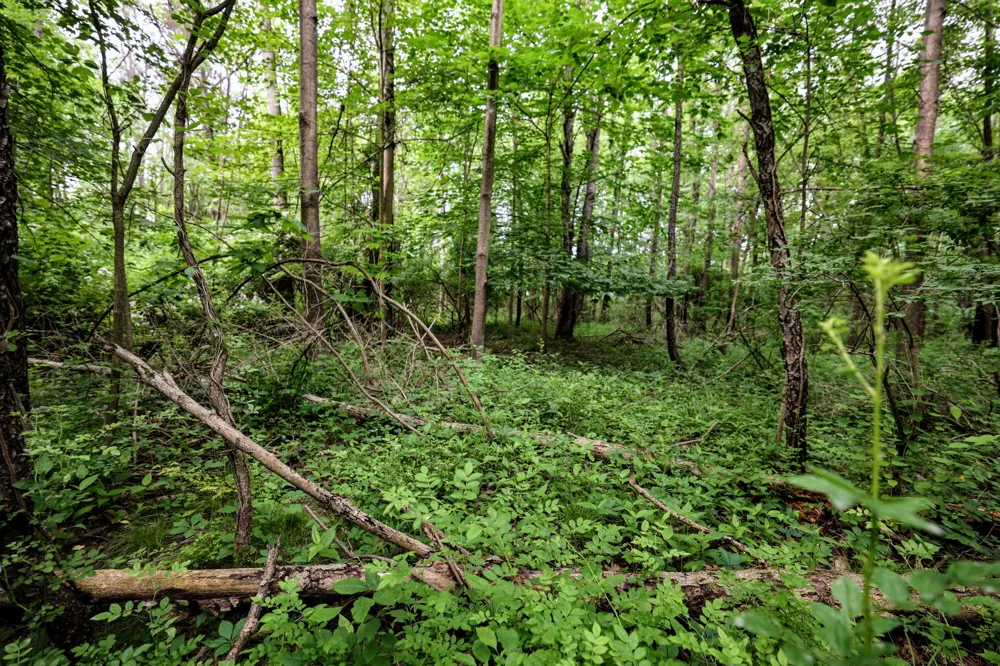 Black River Rd Bangor, MI 49013