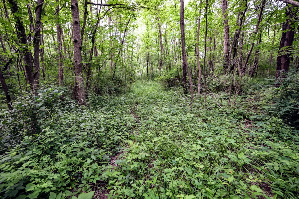 Black River Rd Bangor, MI 49013