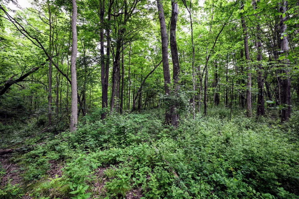 Black River Rd Bangor, MI 49013