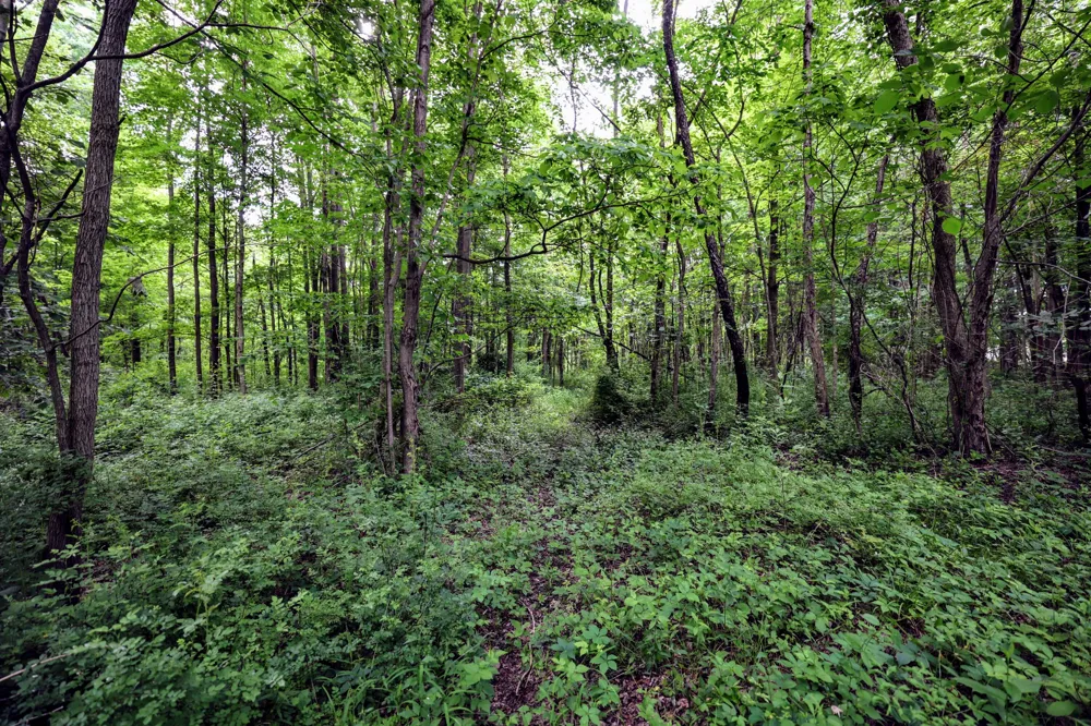 Black River Rd Bangor, MI 49013