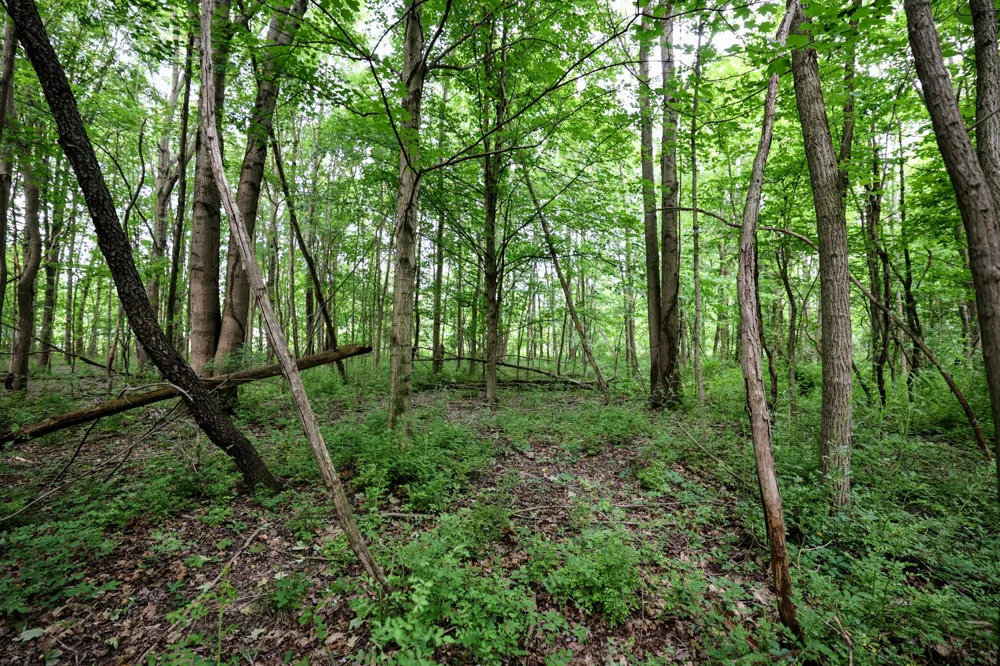 Black River Rd Bangor, MI 49013