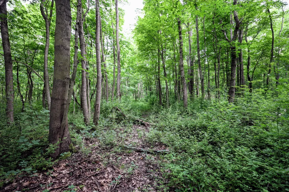 Black River Rd Bangor, MI 49013