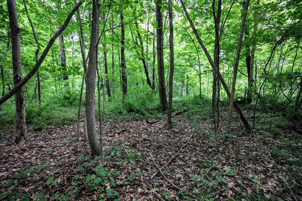 Black River Rd Bangor, MI 49013