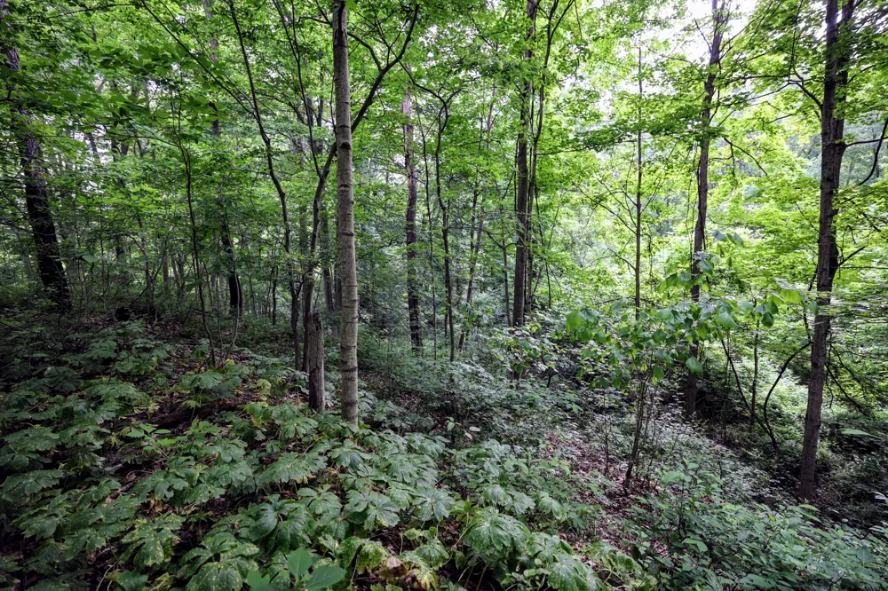 Black River Rd Bangor, MI 49013
