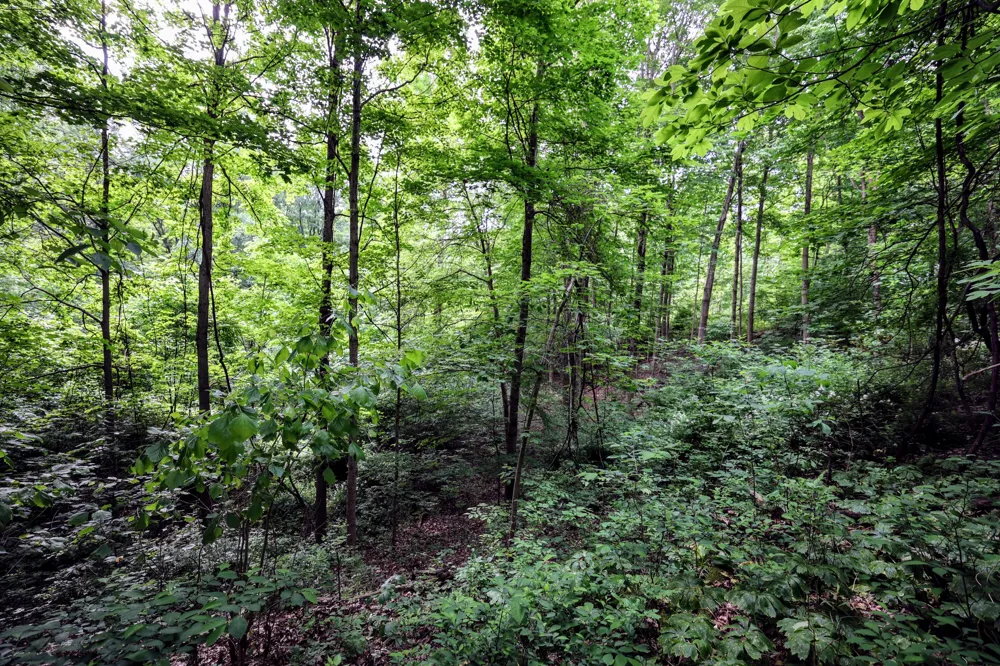 Black River Rd Bangor, MI 49013